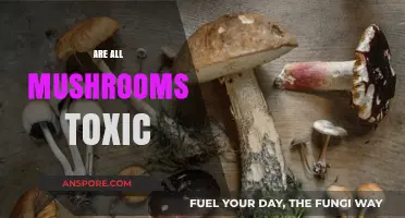 Mushroom Mystery: Toxic or Not?