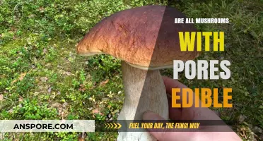 Are Pore Mushrooms Safe to Eat? A Fungal Food Guide