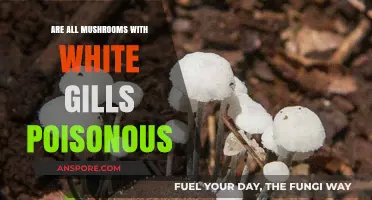 White-Gilled Mushrooms: Are They All Poisonous or Safe to Eat?