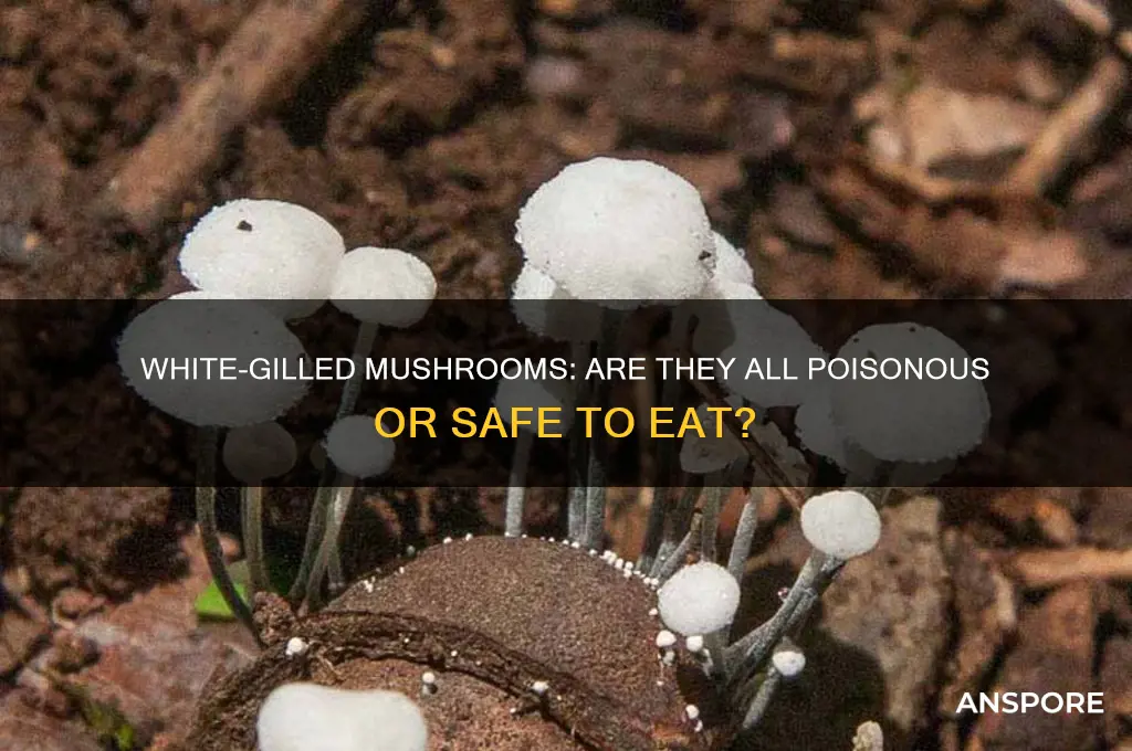 are all mushrooms with white gills poisonous