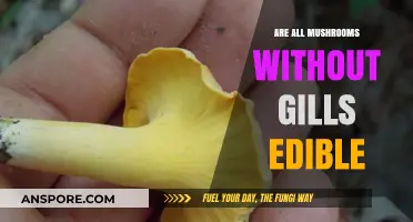 Can You Eat All Gills-Free Mushrooms? Edibility Myths Debunked