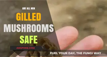 Are Non-Gilled Mushrooms Safe? Exploring Edibility and Risks