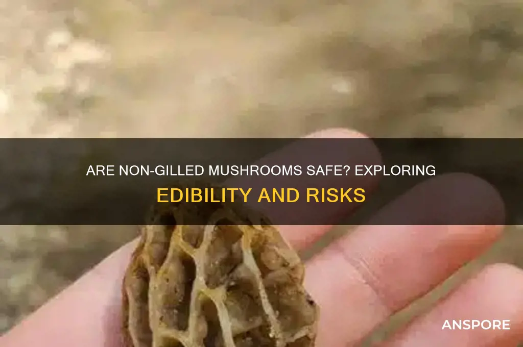 are all non gilled mushrooms safe