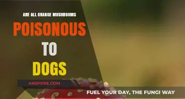 Are Orange Mushrooms Safe for Dogs? Poison Risks Explained