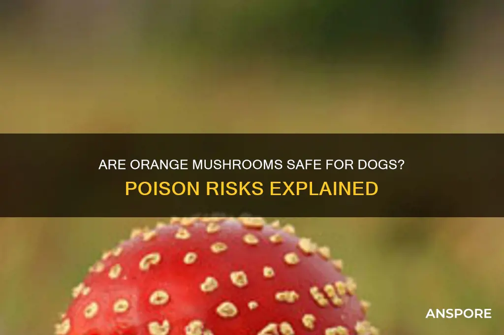 are all orange mushrooms poisonous to dogs
