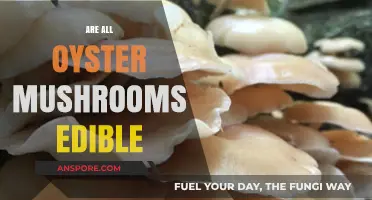 Are All Oyster Mushrooms Edible? A Comprehensive Guide to Safety