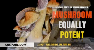 Golden Teacher Mushroom Potency: Are All Parts Equally Powerful?