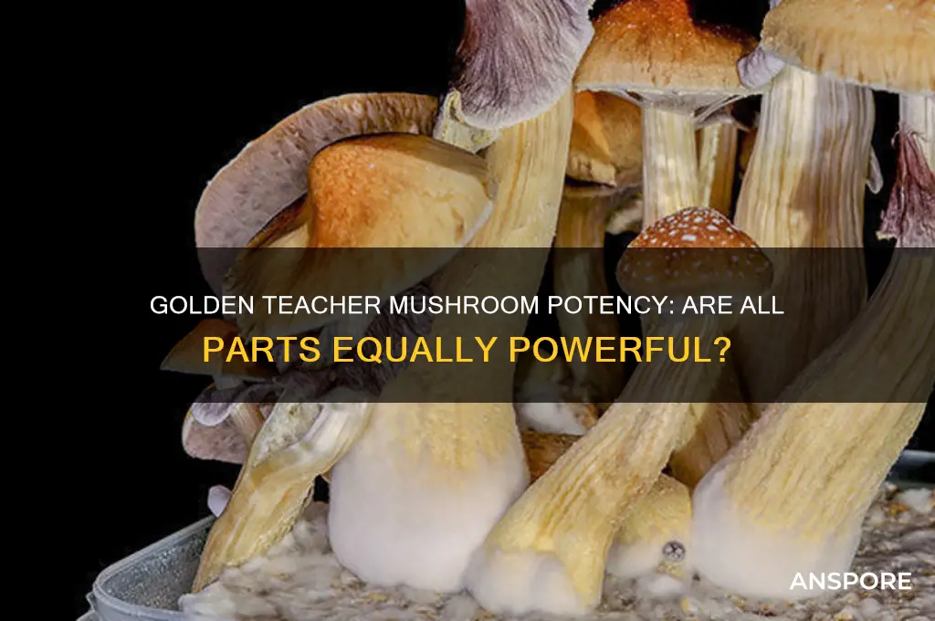 are all parts of golden teacher mushroom equally potent