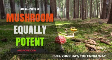 Mushroom Potency Explained: Are All Parts Equally Powerful?