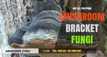 Are All Polypore Mushrooms Bracket Fungi? Exploring the Connection