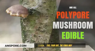 Are All Polypore Mushrooms Edible? A Comprehensive Guide