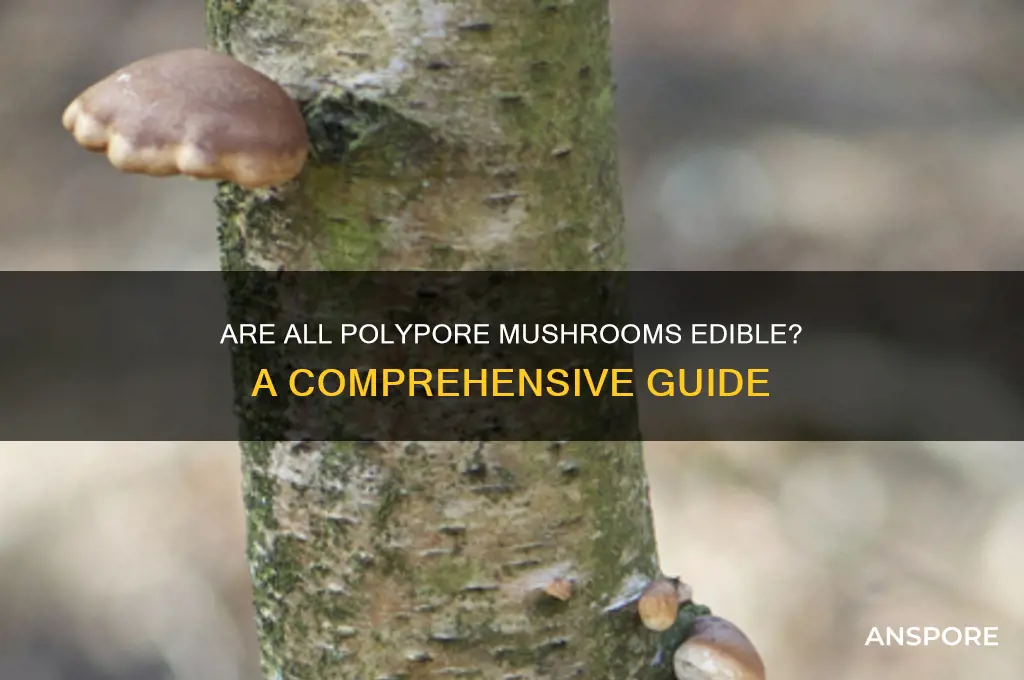 are all polypore mushrooms edible