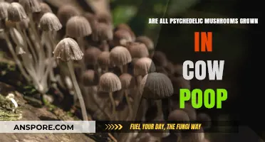 Do All Psychedelic Mushrooms Really Grow in Cow Manure?