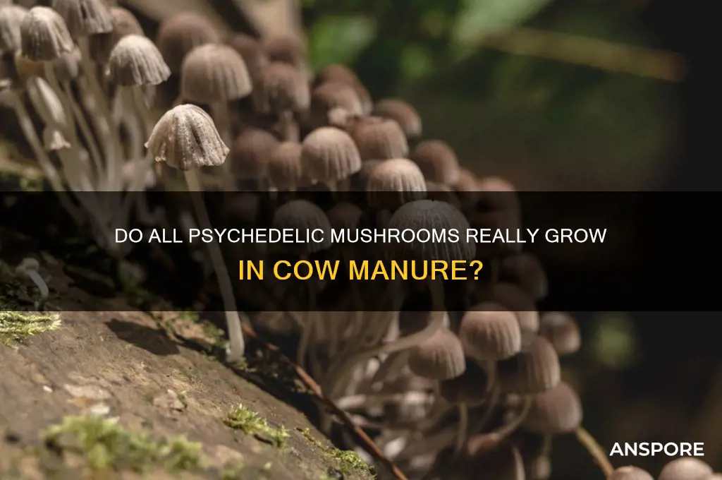 are all psychedelic mushrooms grown in cow poop