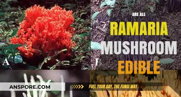 Are All Ramaria Mushrooms Edible? A Comprehensive Guide to Safety