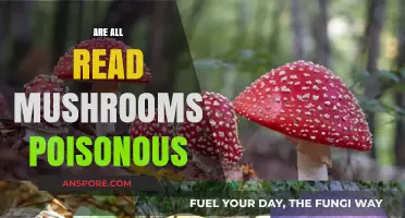 Are All Red Mushrooms Poisonous? Unraveling the Myth and Facts