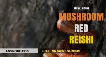 Are All Reishi Mushrooms Red? Unveiling the Truth About Reishi Varieties