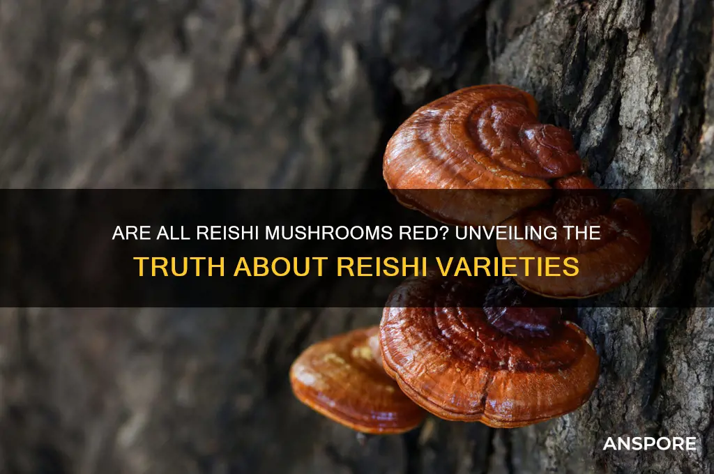 are all reishi mushrooms red reishi