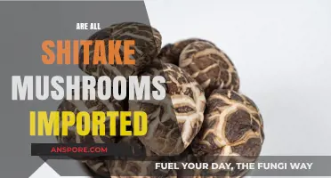 Imported Shitake Mushrooms: Are They All Foreign?
