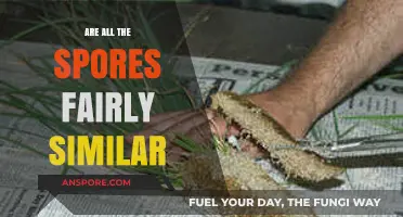 Exploring the Surprising Diversity Among Commonly Assumed Similar Spores