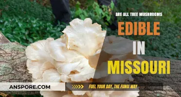 Missouri's Tree Mushrooms: Which Are Safe to Eat and Which to Avoid?