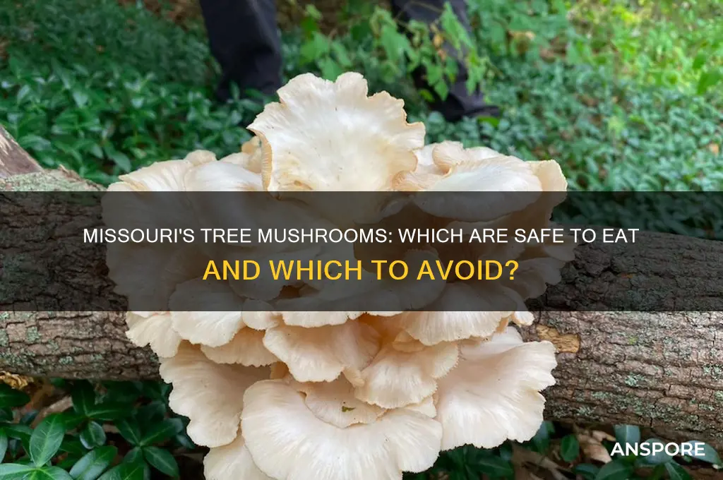 are all tree mushrooms edible in missouri