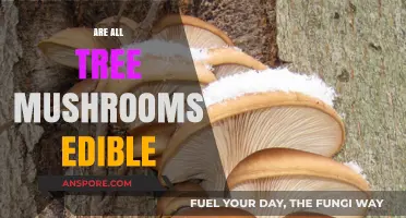 Can You Eat All Tree Mushrooms? A Guide to Edibility and Safety