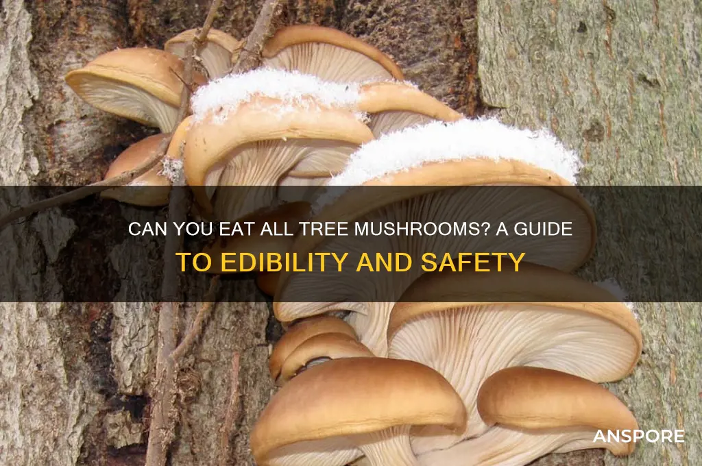 are all tree mushrooms edible