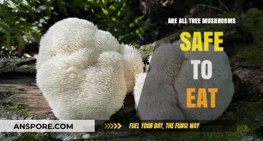 Are All Tree Mushrooms Edible? A Guide to Safe Foraging