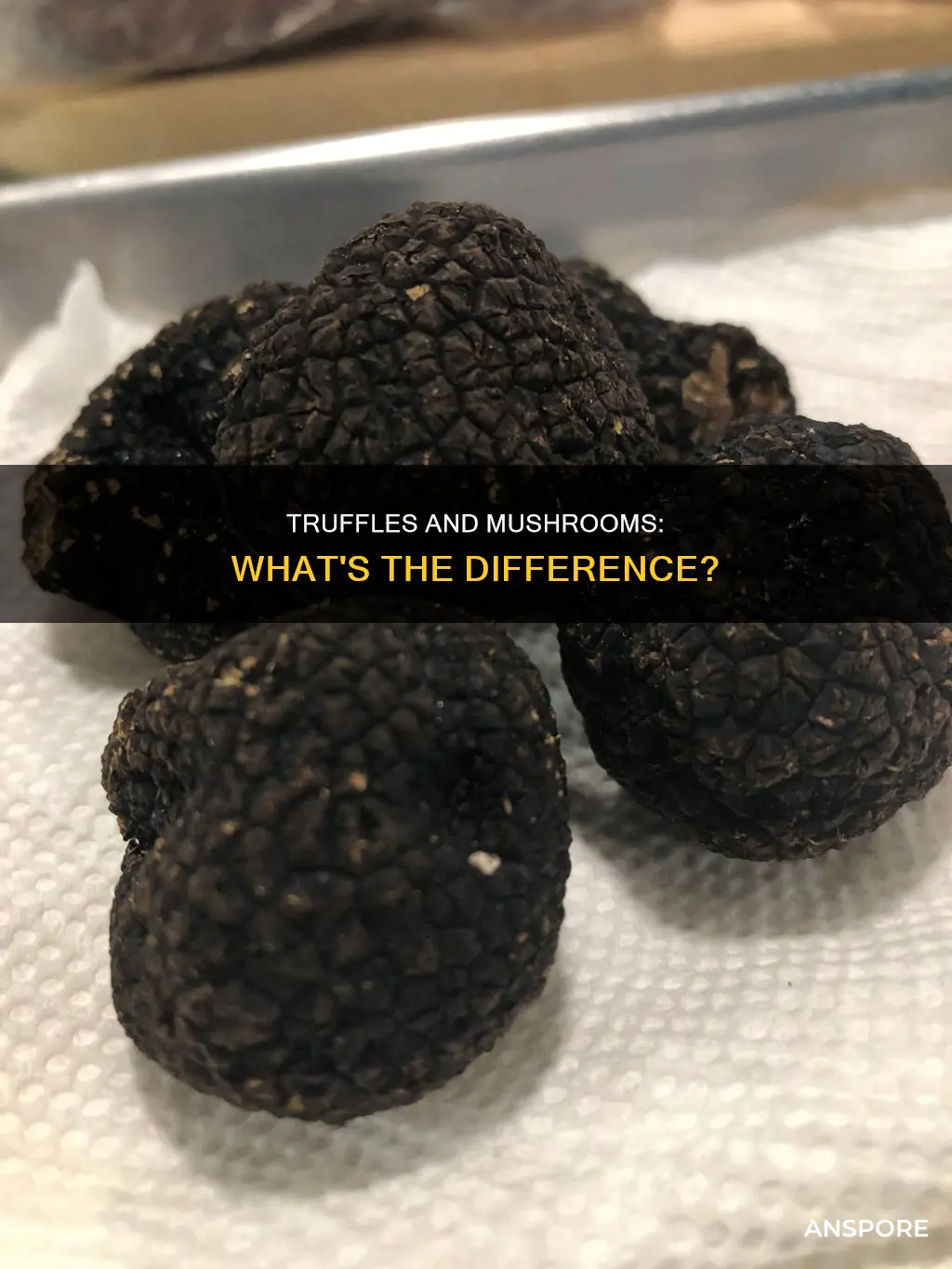 are all truffles mushrooms