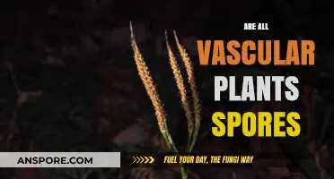 Are All Vascular Plants Spores? Unraveling Plant Reproduction Myths