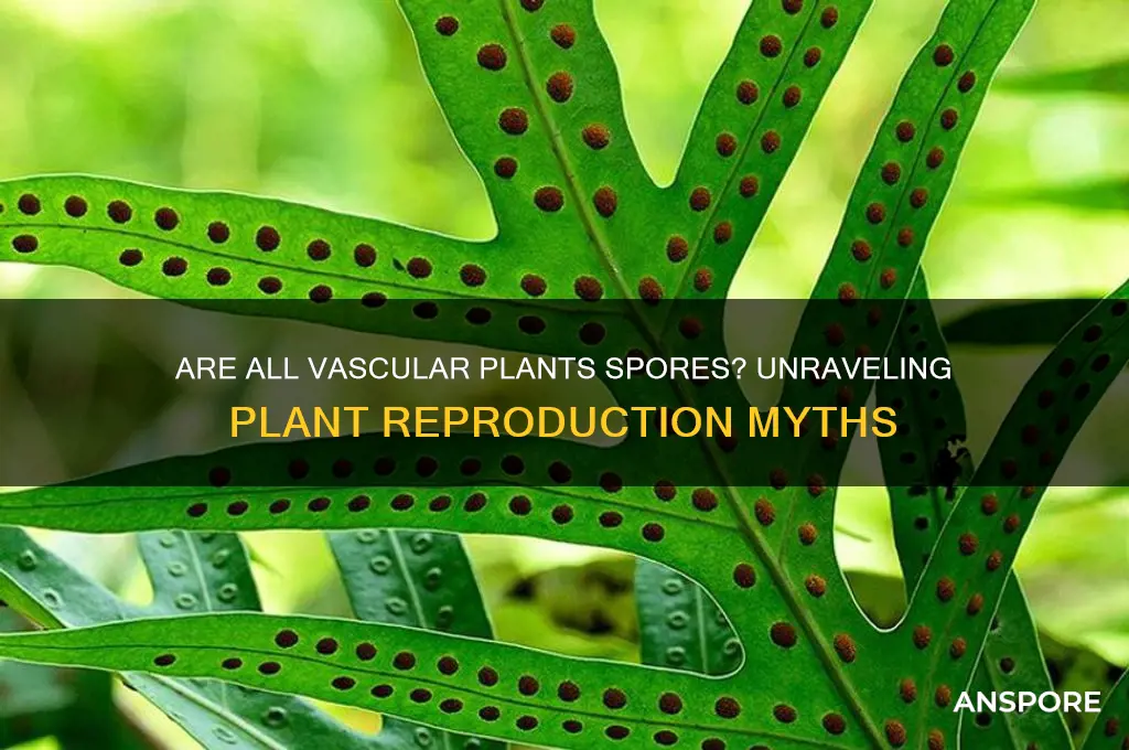 are all vascular plants spores