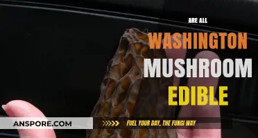 Exploring Washington's Mushrooms: Are They All Safe to Eat?