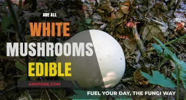 Are All White Mushrooms Edible? A Guide to Safe Foraging