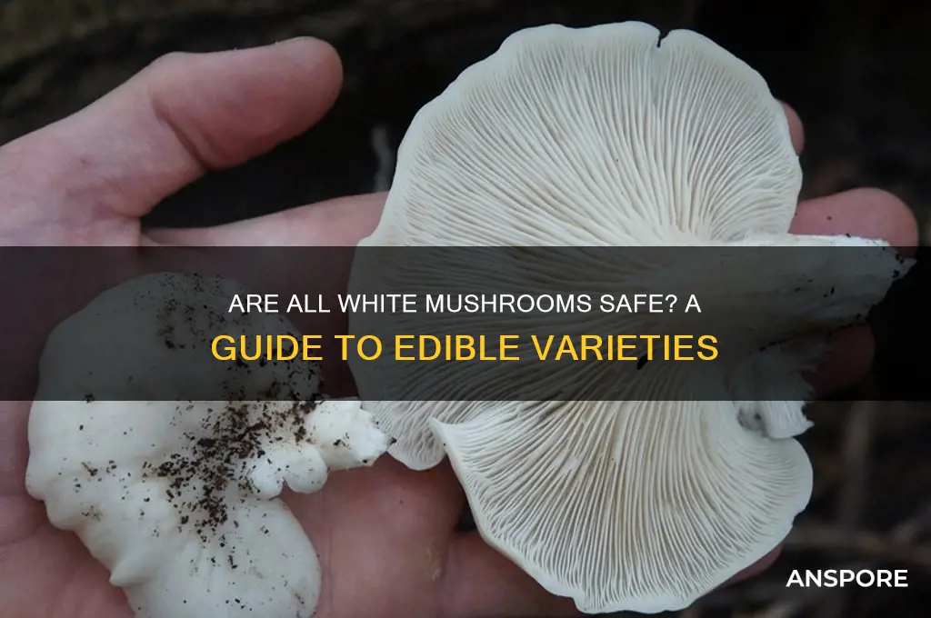 are all white mushrooms safe to eat