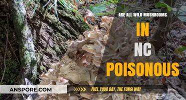 Are All Wild Mushrooms in NC Poisonous? A Forager's Guide