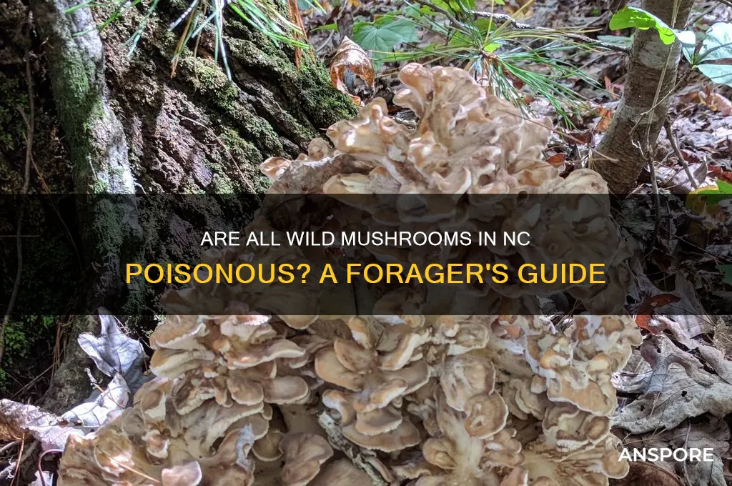 are all wild mushrooms in nc poisonous