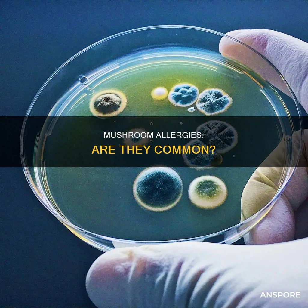 are allergies to mushrooms common