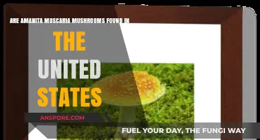Amanita Muscaria Mushrooms: Are They Native to the United States?