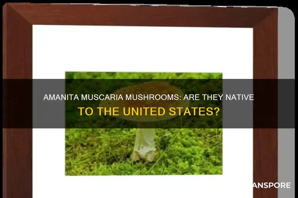 are amanita muscaria mushrooms found in the united states
