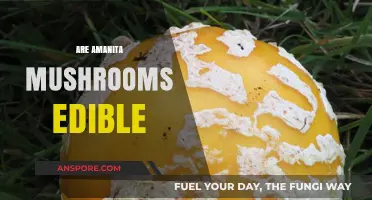 Are Amanita Mushrooms Edible? Exploring Safety and Risks