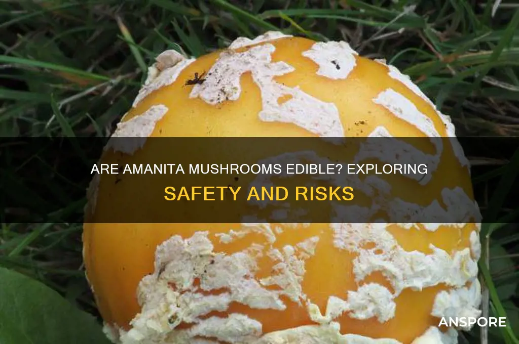 are amanita mushrooms edible