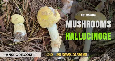 Amanita Mushrooms: Hallucinogenic or Harmless?