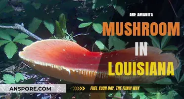 Amanita Mushrooms: Louisiana's Natural Wonder
