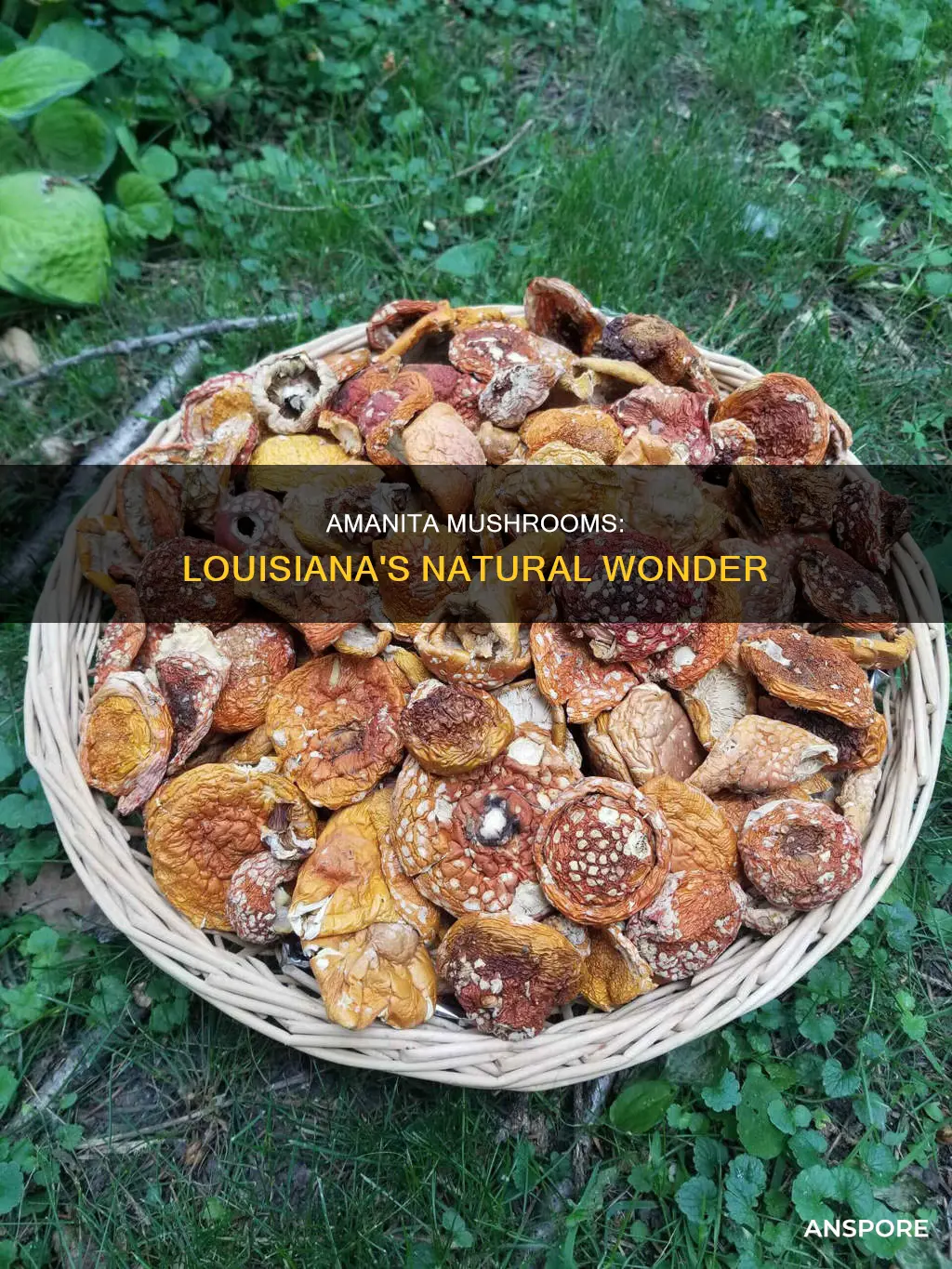 are amanita mushrooms in louisiana