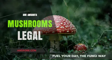 Are Amanita Mushrooms Legal? Exploring the Legal Status and Risks