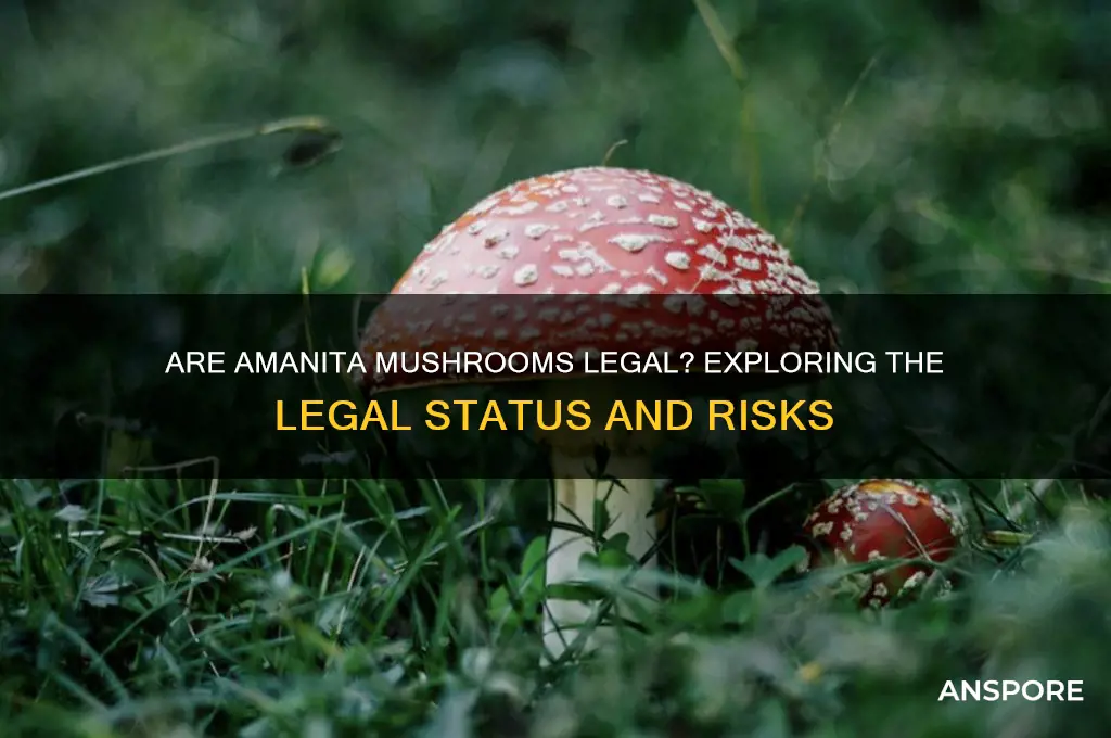 are amanita mushrooms legal
