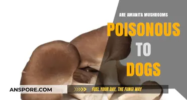 Amanita Mushrooms and Dogs: Toxicity Risks and Safety Tips