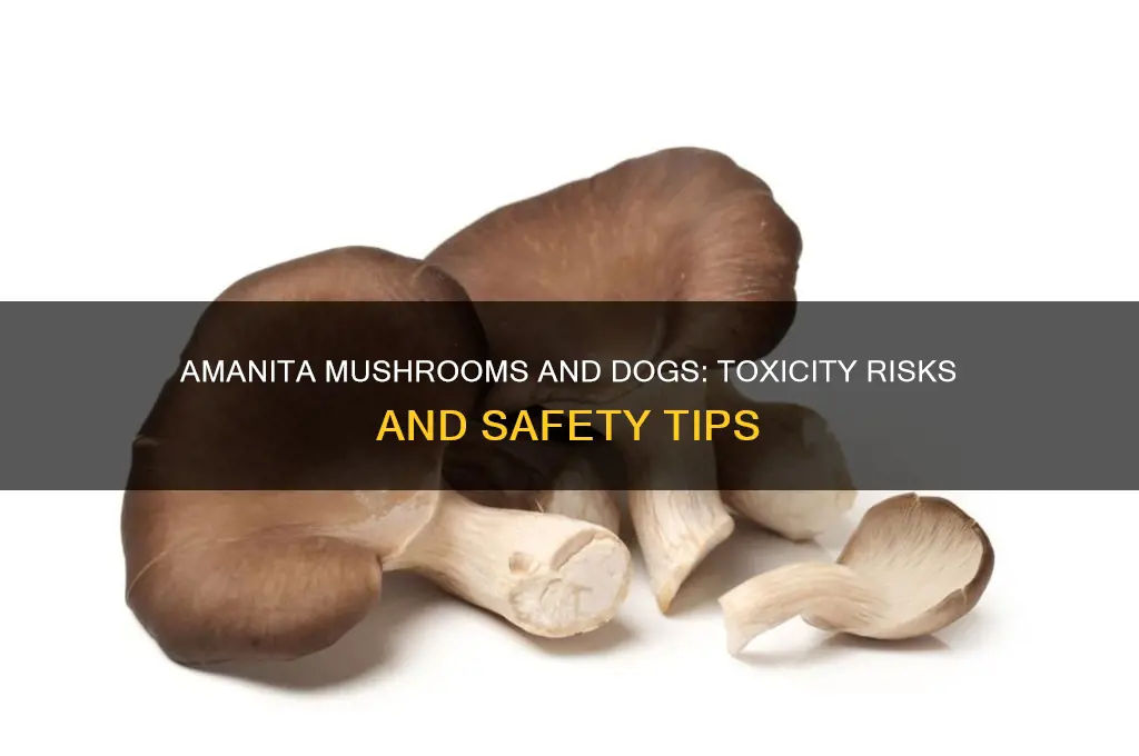 are amanita mushrooms poisonous to dogs