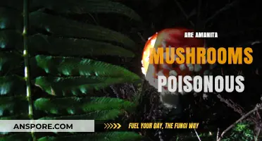 Are Amanita Mushrooms Poisonous? Unveiling the Toxic Truth and Risks